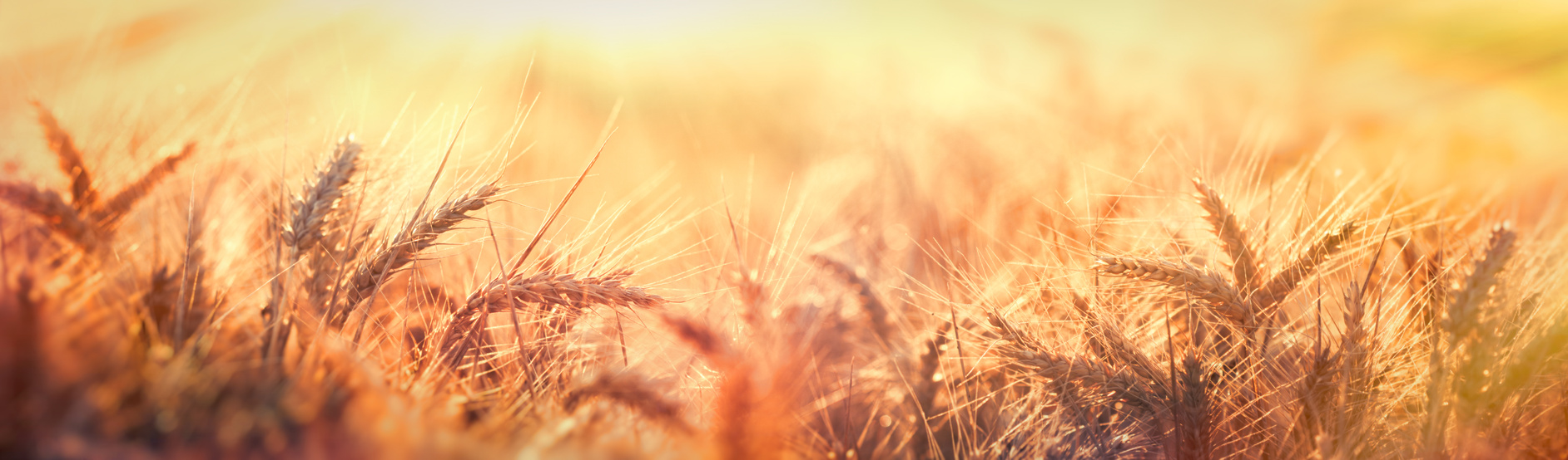 Dusk in wheat field, beautiful wheat field in late afternoon lit by sunlight, soft and selective focus on wheat